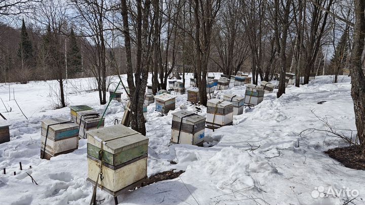 Продам пчелосемьи без ульев