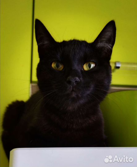 Кошка в дар