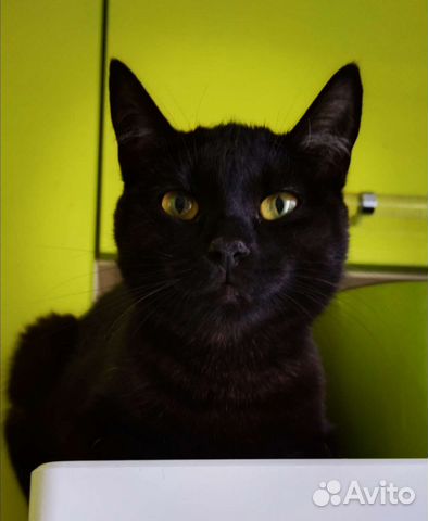 Кошка в дар