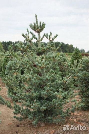 Сосна Глаука - Glauca