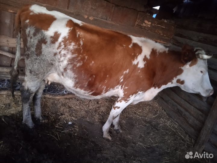 Корова хорошая дойная