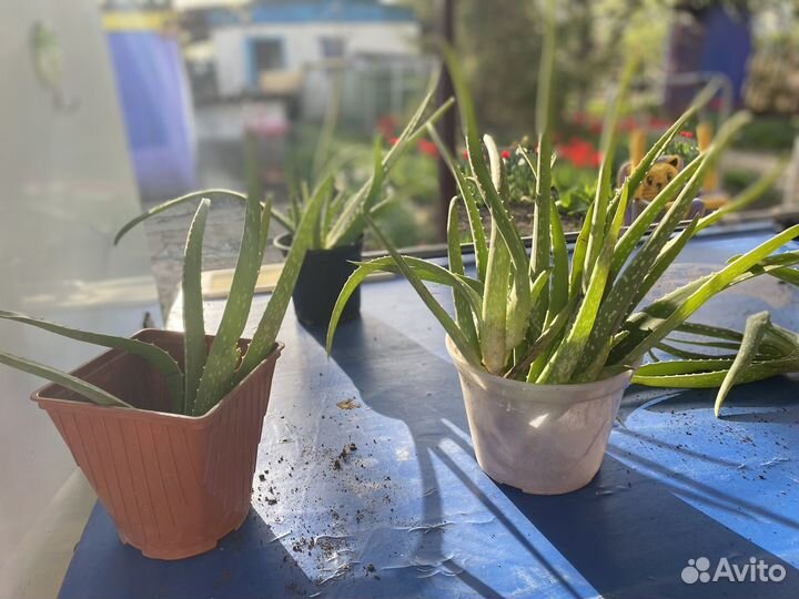 Алоэ лечебный