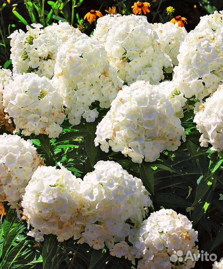 Флокс белый