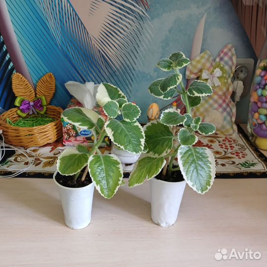 Мята домашняя (плектрантус )