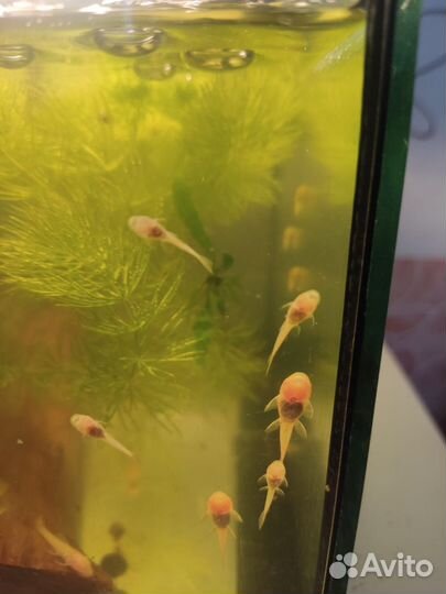 Сомики анциструсы альбиносы