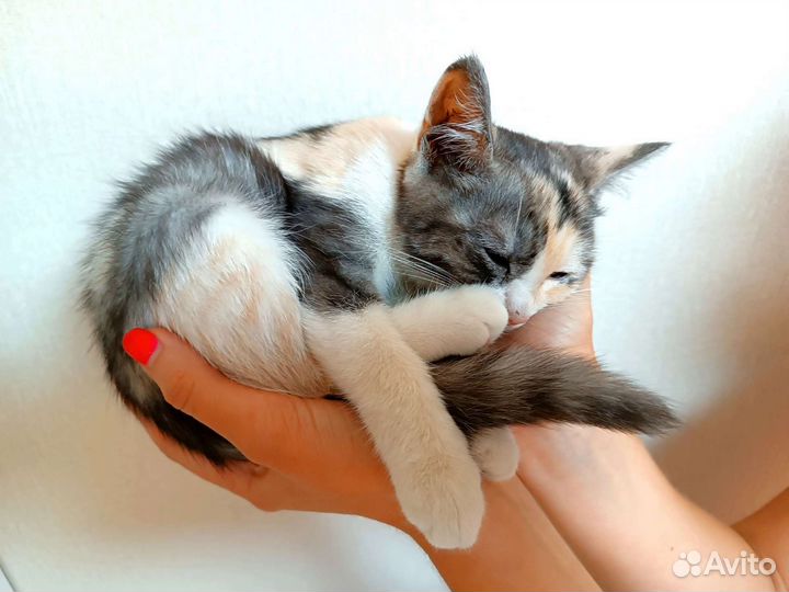 Котята девочки в добрые руки