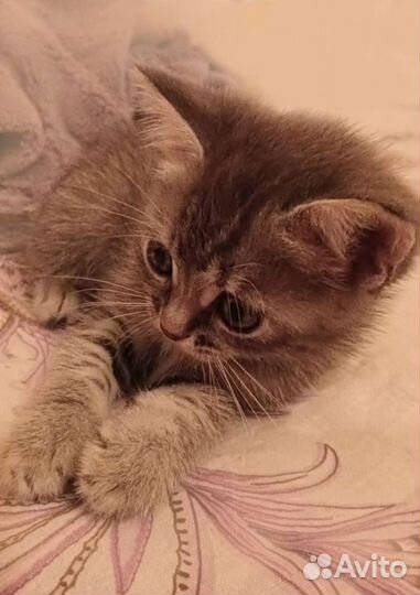 Кошка в дар бесплатно