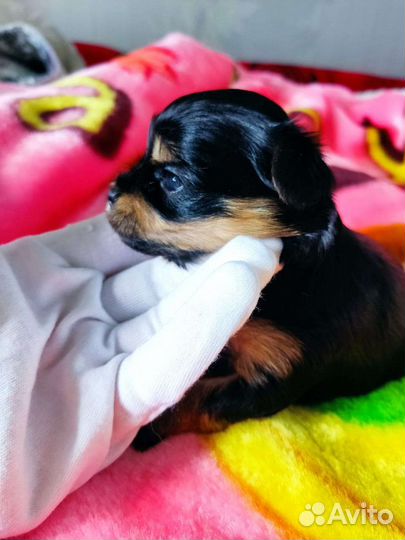 Няшные Кукляшные 3 девочки и мальчик цветного йорк