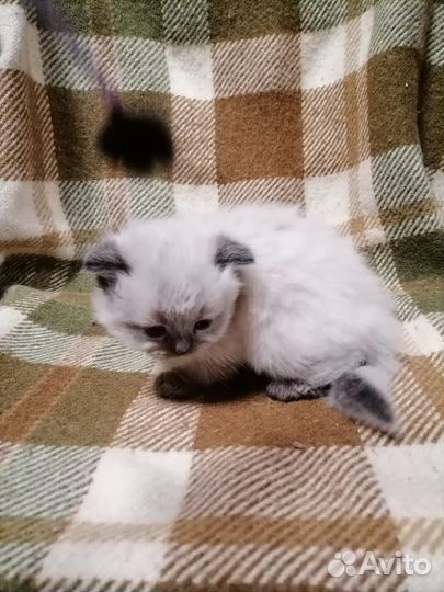 Котенок от вислоухой Шотланской породистой кошки