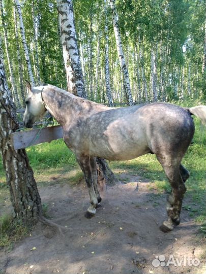 Жеребец орловский рысак