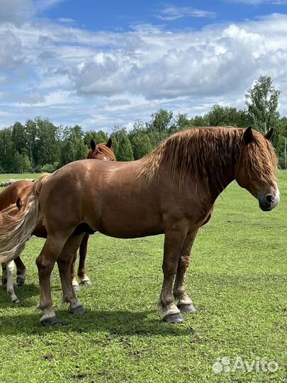 Жеребец советский тяжеловоз
