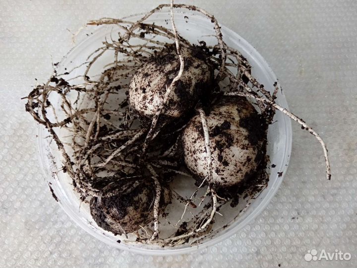 Луковицы каллы