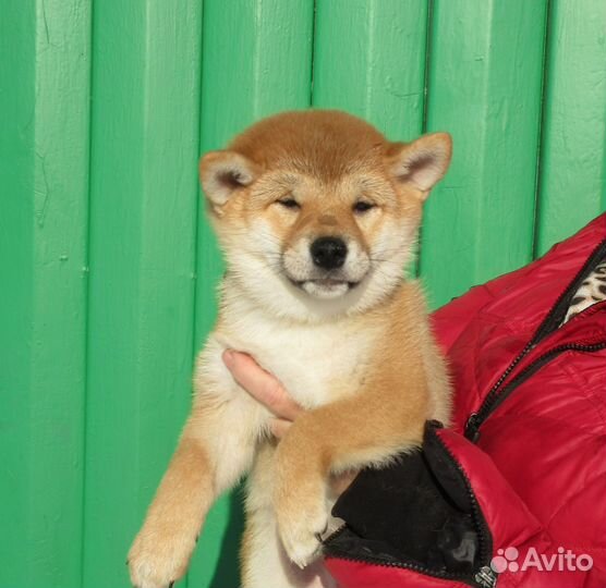 Щенки сиба шиба ину