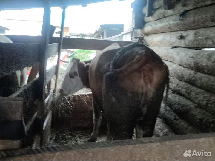 Телята бычки семинталы и телки