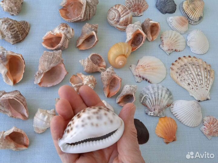 Ракушка морская для творчества декора в аквариум