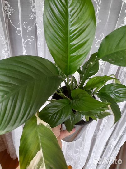 Спатифиллум Пикассо