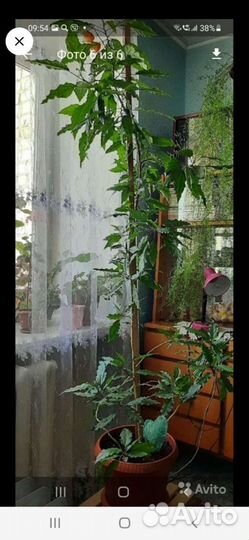 Гибискус китайская роза