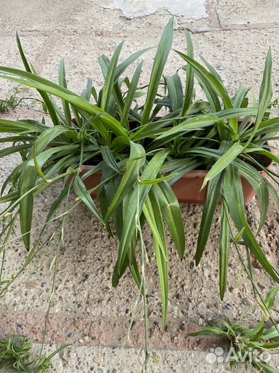 Хлорофитум