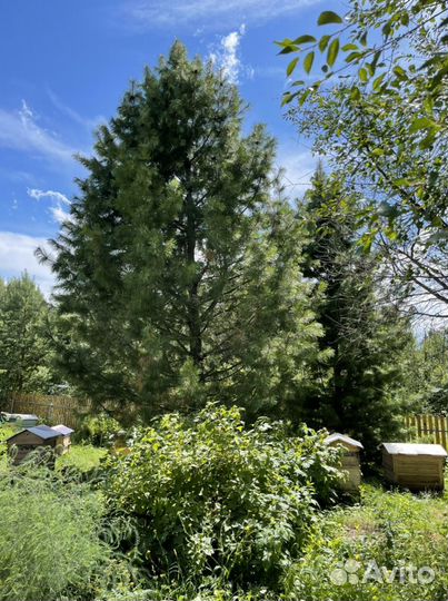 Мед с собственной пасеки 2023 урожай