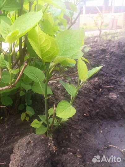 Садовые цветы и растения