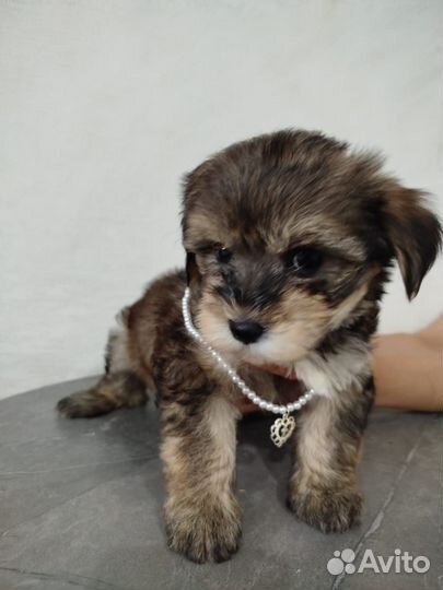 Щеночек болонки девочка