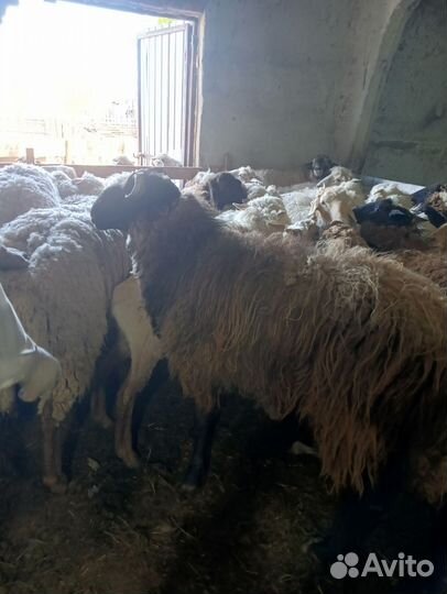 Пламенные бараны