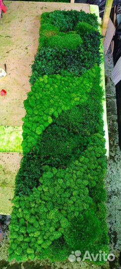 Мох стабилизированный оптом и в розницу