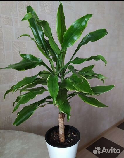 Драцена, фикус, эписция