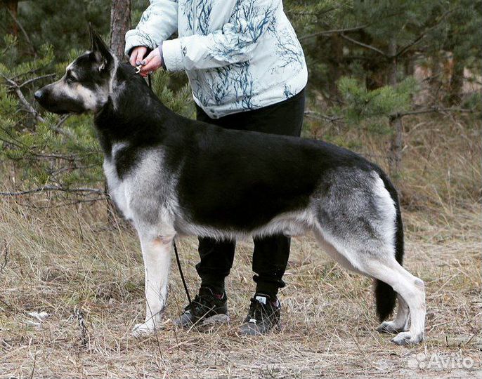 Кобель вео для вязки