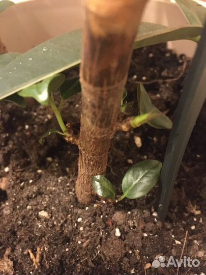 Пахиподиум/Фикус/ Юкка и др