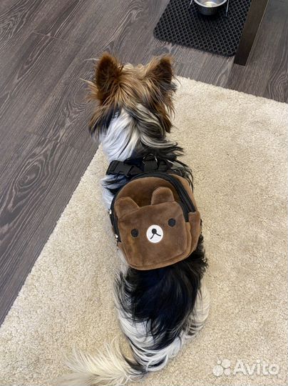 Рюкзак для собак