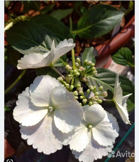 Гортензия Сбежавшая невеста