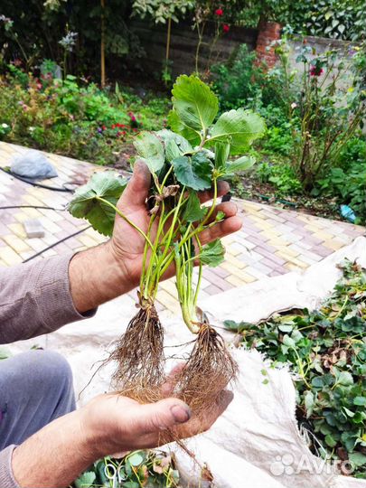 Рассада клубники