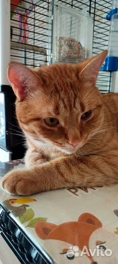 Анатолий ищет дом