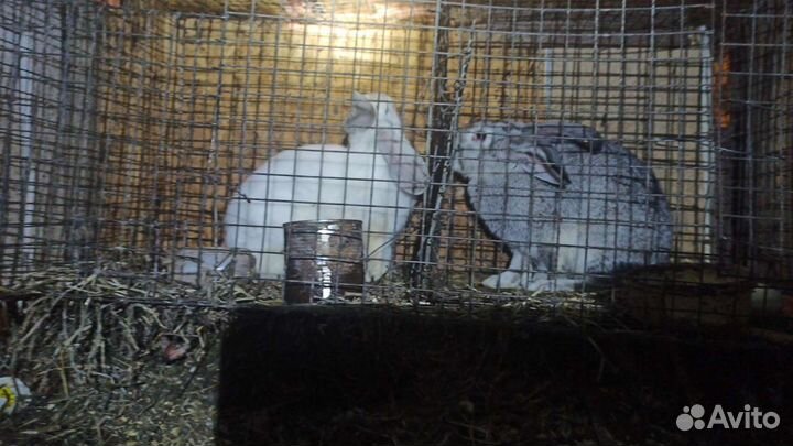 Продам кролика