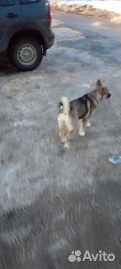 Собака в добрые руки отдам бесплатно