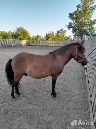 Племенной жеребец пони