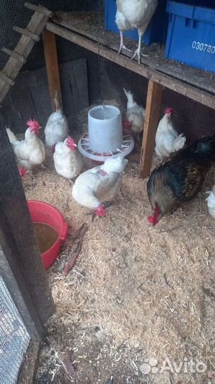 Куры несушки продам