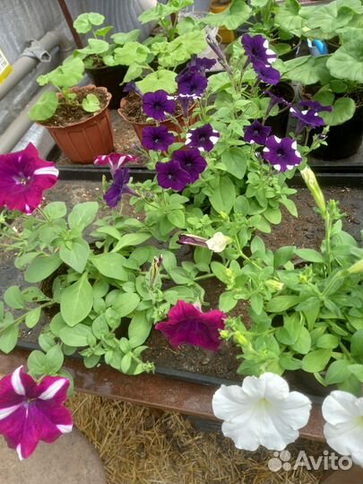 Рассада петунии,колеуса,бакопа