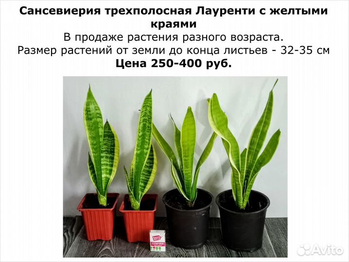 Комнатные Цветы декоративные разные