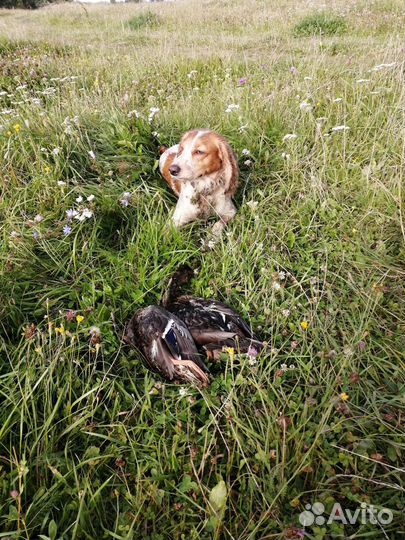Вязка, русский спаниель