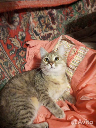 Кошечка, подросток, ответственному человеку