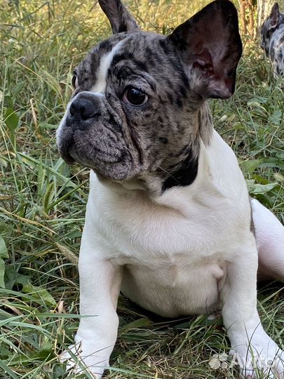 Цветные щенки Французского бульдога