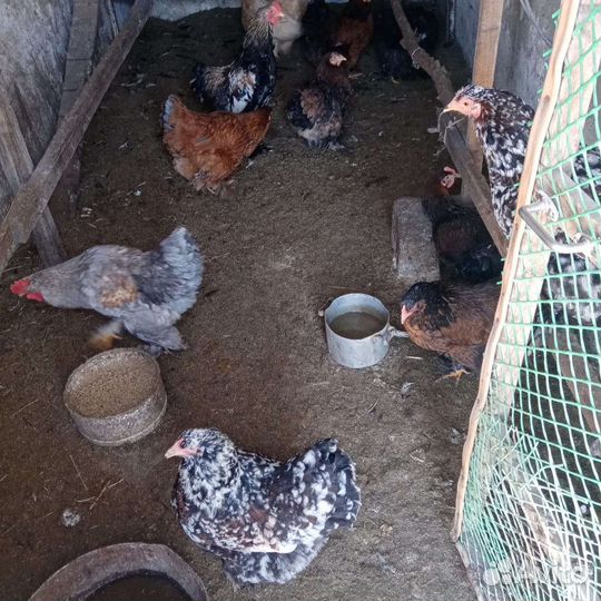 Куры породы брама