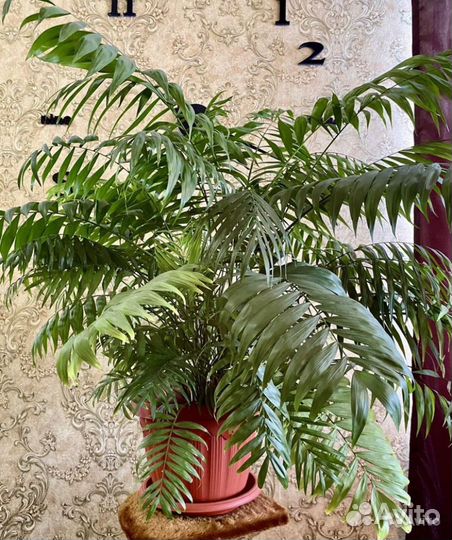 Комнатные растения цветы