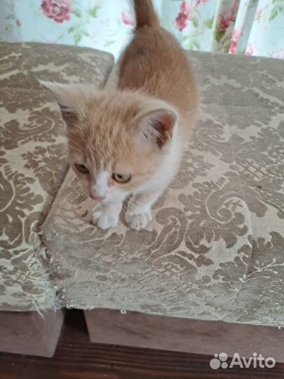 Отдам кота в добрые руки