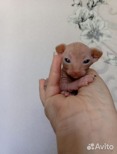 Котята сфинкс