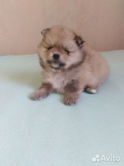 Шпицы, померанцы. Мини