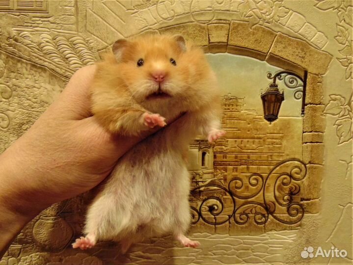 Сирийские. ангорские. джунгарские хомяки,клетки эж