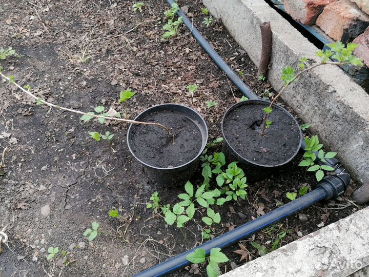 Саженцы крыжовника